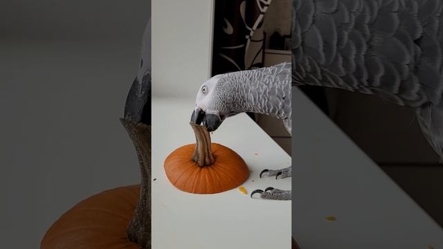 БАТЮШКИ! Джокер СОБРАЛ ВСЮ БАНДУ, чтобы похвалиться ТЫКВОЙ смотреть онлайн