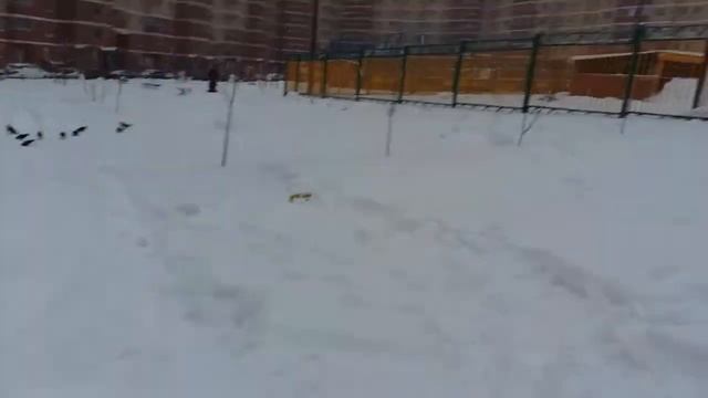 Лепим снеговика Зимние забавы смотреть онлайн