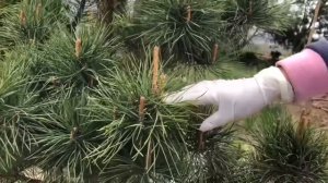 Как остановить рост сосны?