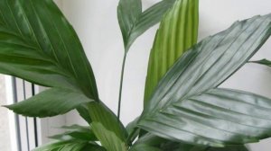 Разновидности Хамедореи, виды и популярные сорта.