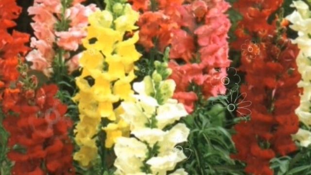 Львиный зев