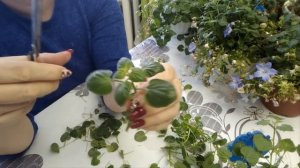 Кампанула. Обрезка и укоренение в феврале.