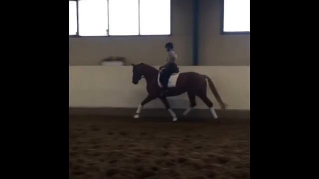 Ольденбургская кобыла 2010г.р. (Blickpunkt (Bellissimo - Fidermark) - Dramatug смотреть онлайн