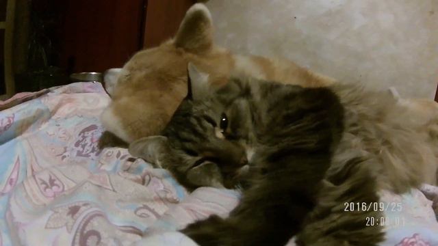 Акита + кот= дружная семья =) смотреть онлайн