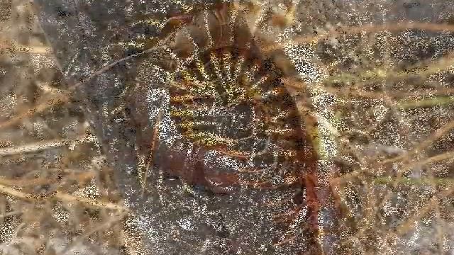 Darwin's Goliath Centipede: Sc.galapagoensis (images) смотреть онлайн