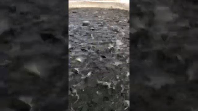 малек форели с очередного хозяйство вес навеска в описаний +996555858330 тел смотреть онлайн