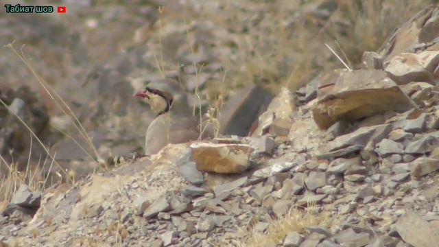 Отпускаем Кеклик на свободу Chukar' keklik özgürlüğe bırakmak Чуҷара Озод кадем да Куҳ که و Кабк смотреть онлайн