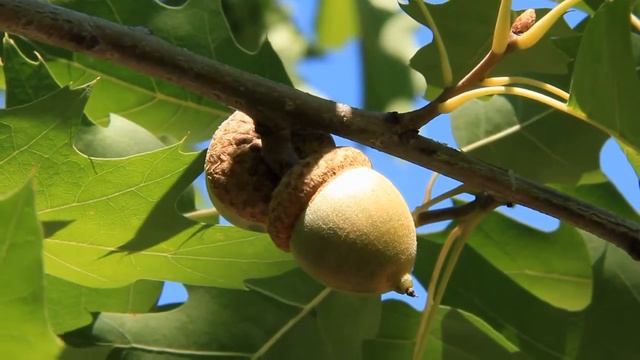 Indians of the Oaks: Part 1 Chapter 17 and 18 смотреть онлайн