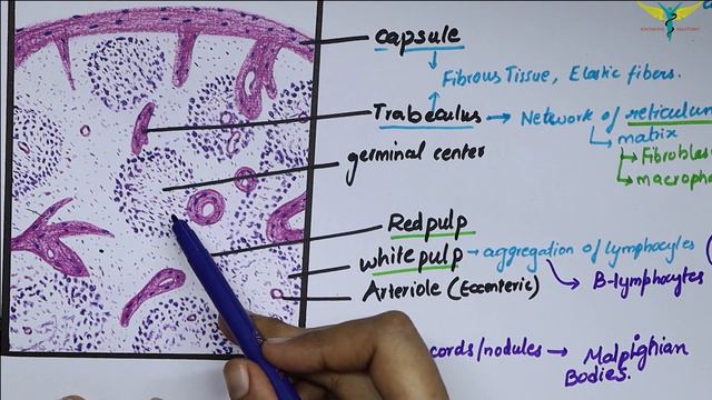 Histology of spleen смотреть онлайн