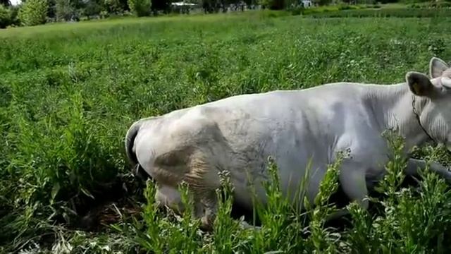 Корова перед отелом. Кто будет бычок или телочка? - примета. Cow Before Calving.