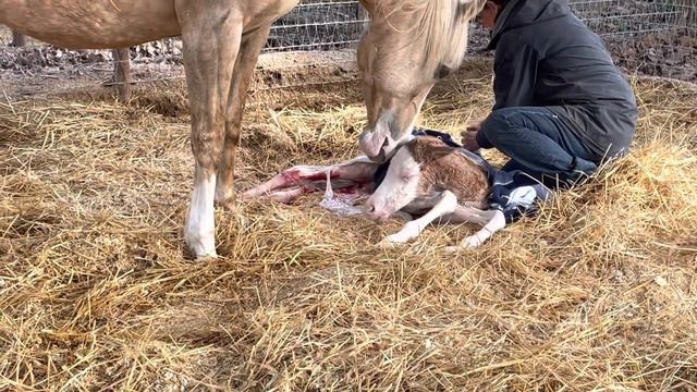 Colonels Shining Gun x Hellz Bellz 💕 смотреть онлайн