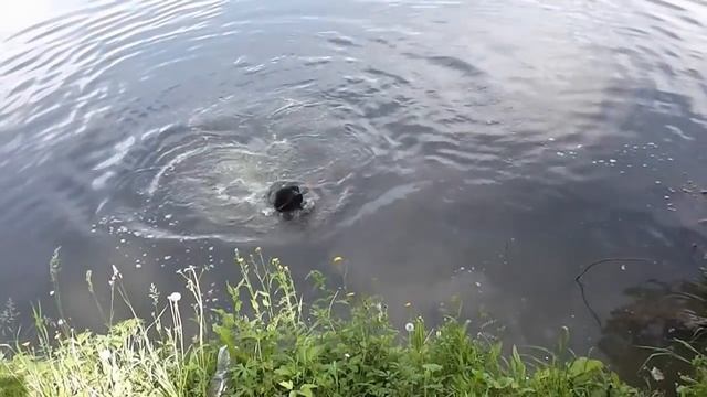 как вымыть собаку в водоеме смотреть онлайн