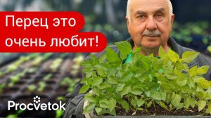 ОДНА ЧАЙНАЯ ЛОЖКА ДЛЯ МОЩНОГО РОСТА КОРНЕЙ ПЕРЦА! Пикировка и первая важная подкормка перца