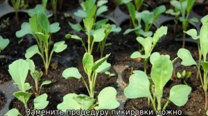 Посадка пекинской капусты в открытый грунт