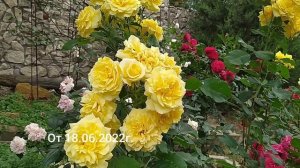 РОЗА ШТЕРНТАЛЕР//Rosa Sterntaler