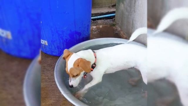 Jack Russell Terrier Compilation | Smiling & Stealing Treats