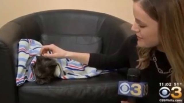 Он задыхался в пакете, пытаясь его разорвать, кот привлек к себе внимание… От пакета несло бензином смотреть онлайн