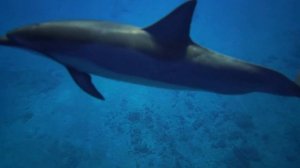 DOLPHIN SOUNDS (ЗВУКИ ДЕЛЬФИНОВ)