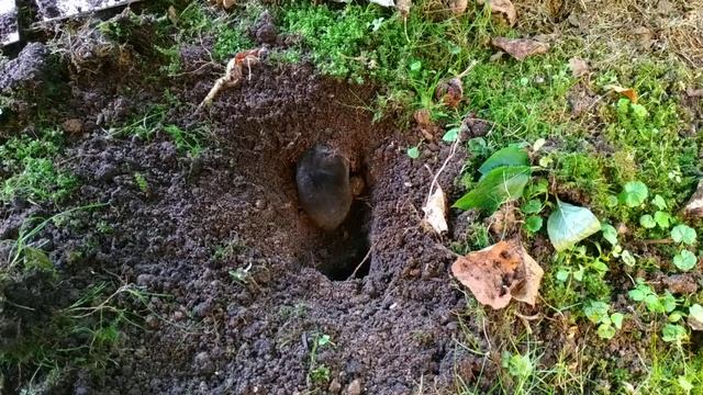 Кротоловка из стальной проволоки 3 августа 2021 г. смотреть онлайн