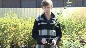 Вкусные сорта сибирских груш