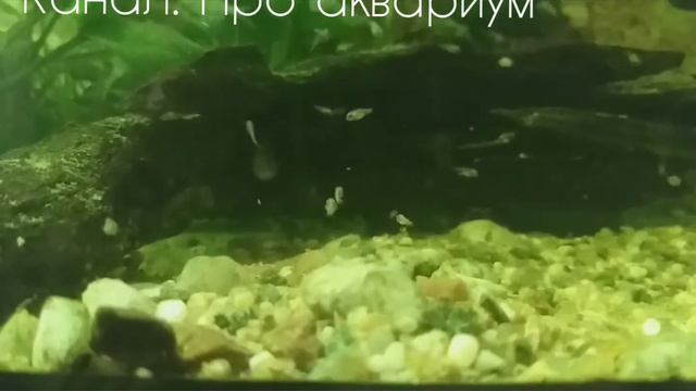 Наннакары, нерест, мальки.  2 недели нерест и результать