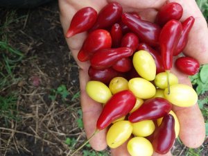 Обзор сортов КИЗИЛА        #garden #farm