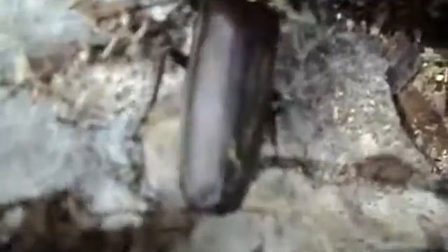 Жук Дальневосточный Усач, краснокнижное насекомое смотреть онлайн