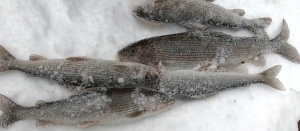 Зимняя рыбалка на хариуса.mp4