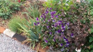 МОЙ САД!ЦВЕТНИК НЕПРЕРЫВНОГО ЦВЕТЕНИЯ!