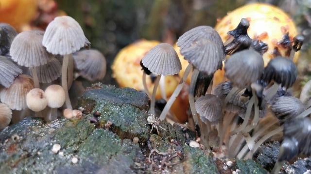 Грибы поганки паук смотреть онлайн