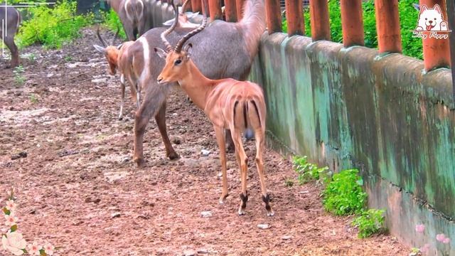 Cute Little Farm Animal Sounds: Sloth, Orangutan, Leopard, Tapir & Mouse смотреть онлайн