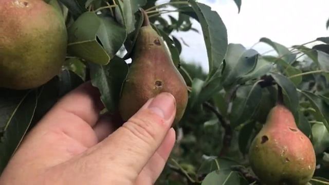 Меряю сахар , и хожу по росе ... Как мы ошибались ... смотреть онлайн