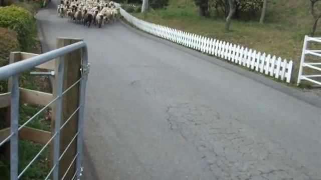 sheep run.AVI смотреть онлайн