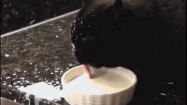 Возраст котенка. Как определить возраст котенка? смотреть онлайн