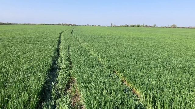 Срочно!!! Фунгицид озимая пшеница! Гербицид и инсектицид на Пшеницу «Скаген». смотреть онлайн