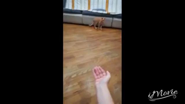Вечерние игры 😄Кот Рыжий 2.0 смотреть онлайн