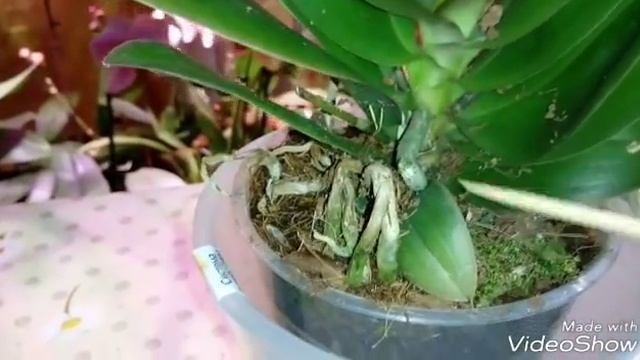Орхидея Мечты | Phal. Taisuco Kobold | Мечты сбываются смотреть онлайн