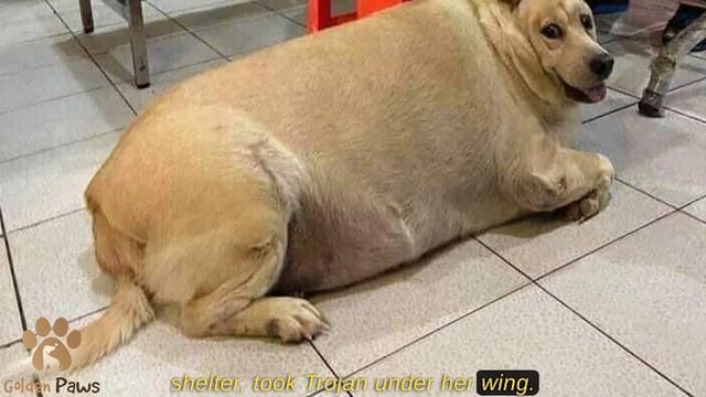 The Street Dog Weighed Like An Elephant When He Was Brought To The Shelter