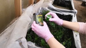 Укореняем хвойные за 1 месяц со стимулятором РАДИГРИН