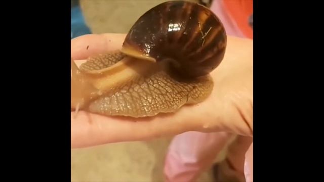 ахатины мои смотреть онлайн