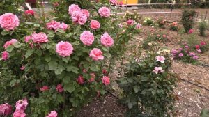 роза ромина, питомник роз полины козловой rozarium.biz,  Romina rose tea-hybrid variety