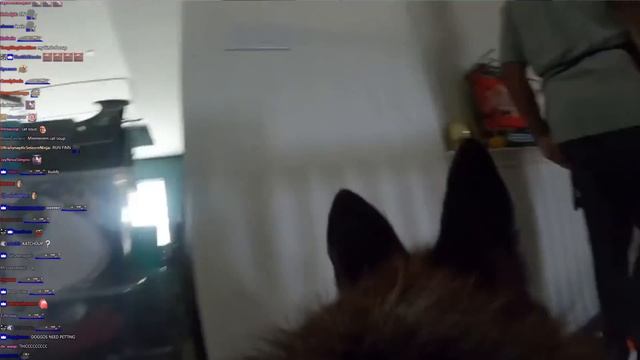 Buddy (Sodapoppin's Dog) explores Soda's House with a Dog Camera! - with Twitch chat! смотреть онлайн