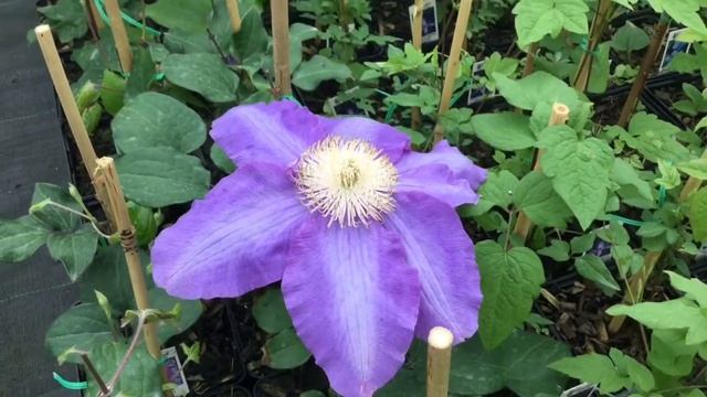 Clematis 'Vyvyan Pennell' | www.gardencrossings.com смотреть онлайн