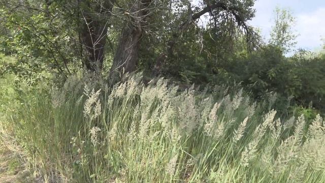 Дневник велосипедиста. Прогулка на Острова. Ослинник, Мелколепестник, Шелковица и Лимпопо) 19 июня смотреть онлайн