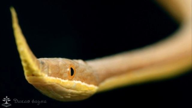 Мадагаскар удивительная змея острова /Listnacich snake Madagascar смотреть онлайн