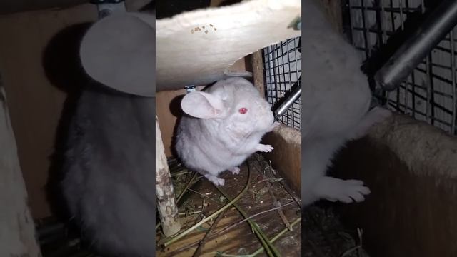 Бежевая шиншилла с малышом | beige chinchilla with baby смотреть онлайн