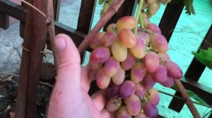 Виноград сорта Арочный.