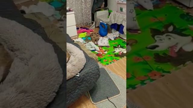 Спят усталые сурикаты. #shorts #сурикат #усталость смотреть онлайн