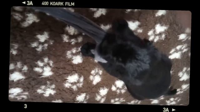 малыши начинают играть смотреть онлайн