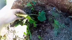 Урожай на даче. Как вырастить огурцы. Кабачки в бочке.